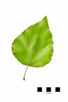 Peuplier deltoïde - feuille sur fond blanc (Populus deltoïdes)